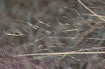 Hairawn muhly